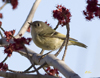 Ruby-crowned Kinglet